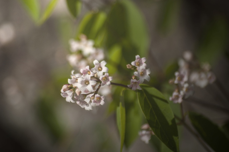 bloom, environment, focus on foreground, canada, springtime, white color, red, conservation, natural, leaf, south, cherry blossom, skaha buffs, plant part