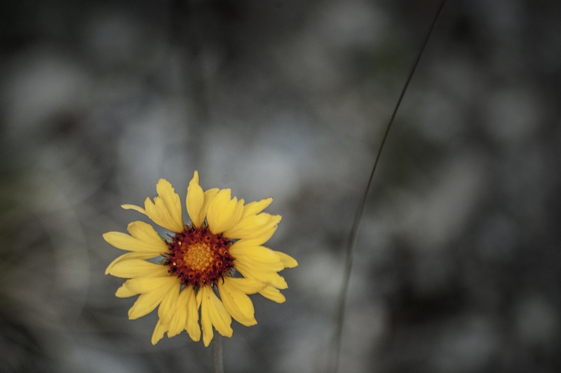 focus on foreground, ecotourism, bc, natural, pink, white, okanagan, penticton, botany, bouquet, flowering plant, pollen, red, british columbia, life, romantic