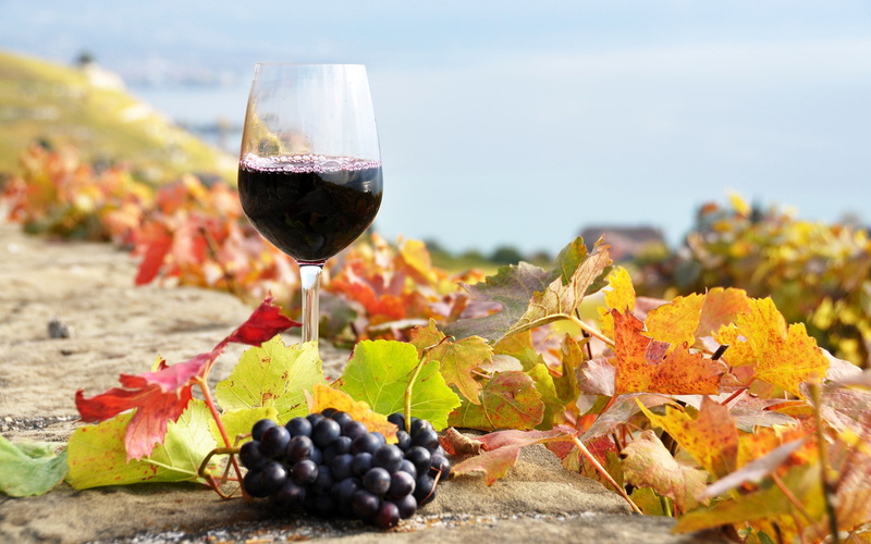 Glass of wine, 2K, wine, glass, vineyard