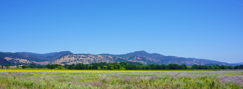 scenic, napa, scenics - nature, fruit, nature, plant, 5K, tree, season, rural scene, industry, farm, food, field, blue, copy space, outdoors, foliage