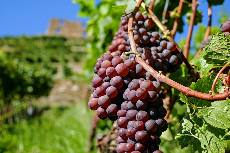 farm, winegrowing, healthy eating, grape, nature, vine, freshness, leaf, red grapes, healthy, food and drink, fruits, no people, winemaking, outdoors, fruit