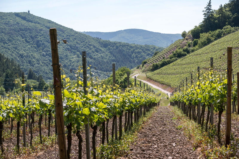 bad neuenahr, crop, environment, wine, field, highlands, outdoors, scenics - nature, germany, mountain, plantation, rural scene, winery, green, grapevine