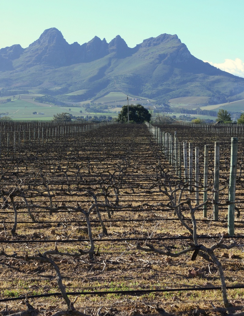 winery, scenics - nature, no people, grapes, rural, tranquility, wooden post, mountain range, field, vines, countryside, stellenbosch, fence, farm, sky