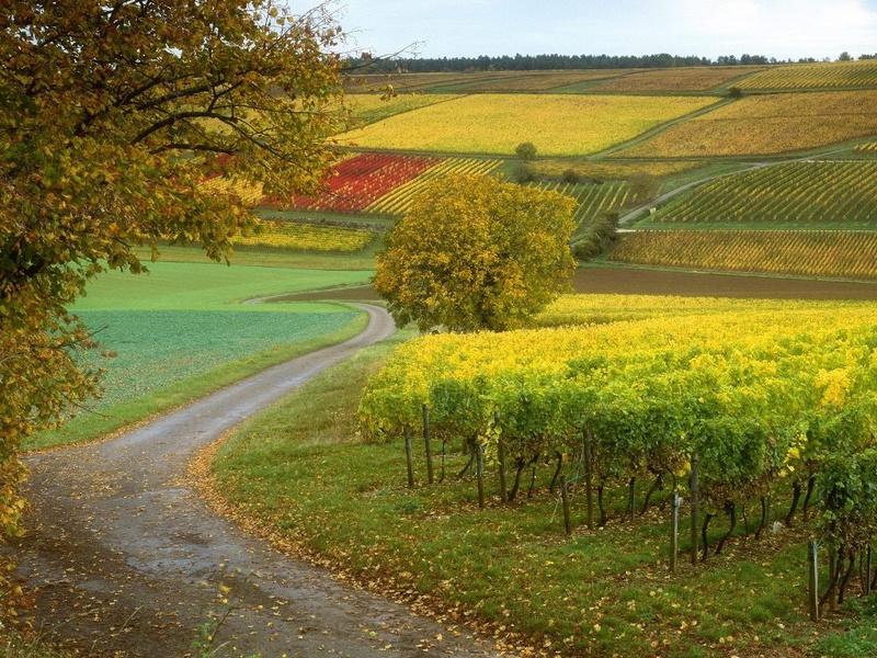 fields, grapes, sunrise, trees, plantations, nice, plantation, landscapes, beauty, 480P, field, road, vineyards, agriculture, vines, beautiful, farms