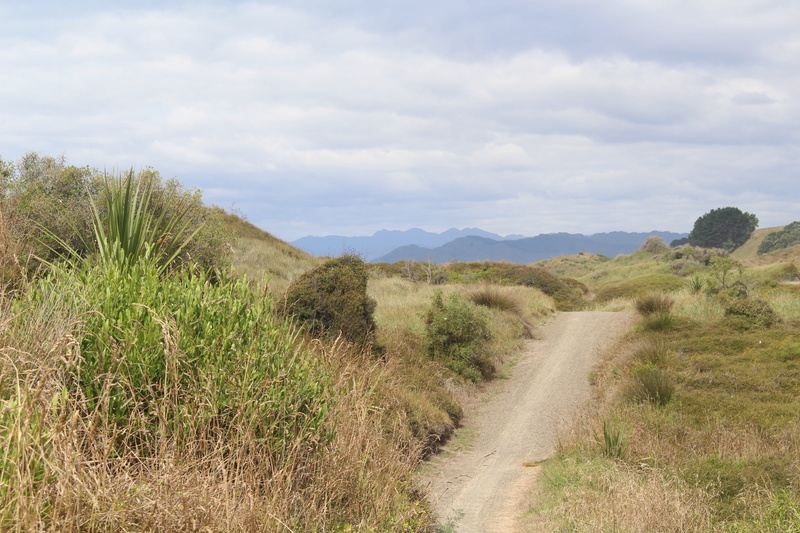 plant, Opotiki, dunes, North Island, grasses, holiday, tranquility, environment, grass, quiet, sky, non-urban scene, dune grass, 5K, landscape, cloud - sky