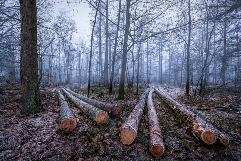 outdoors, timber, lumber industry, tranquil scene, woodland, forest, wood, trunk, tranquility, wood trees forest, tree, environmental issues, nature, tree trunk