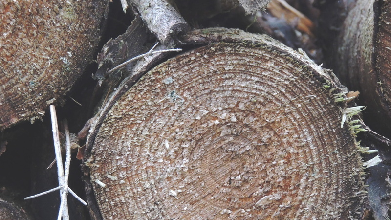 lumber industry, environmental issues, log, forest, day, plant, wood, close-up, no people, snow, bark, trunk, firewood, tree, fuel and power generation