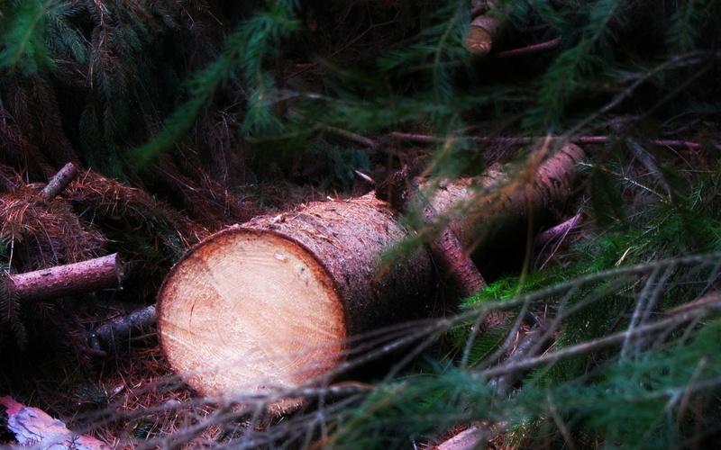nature, outdoors, selective focus, fuel and power generation, log, red, timber, day, tree, land, woodland, no people, pollution, wood - material, firewood