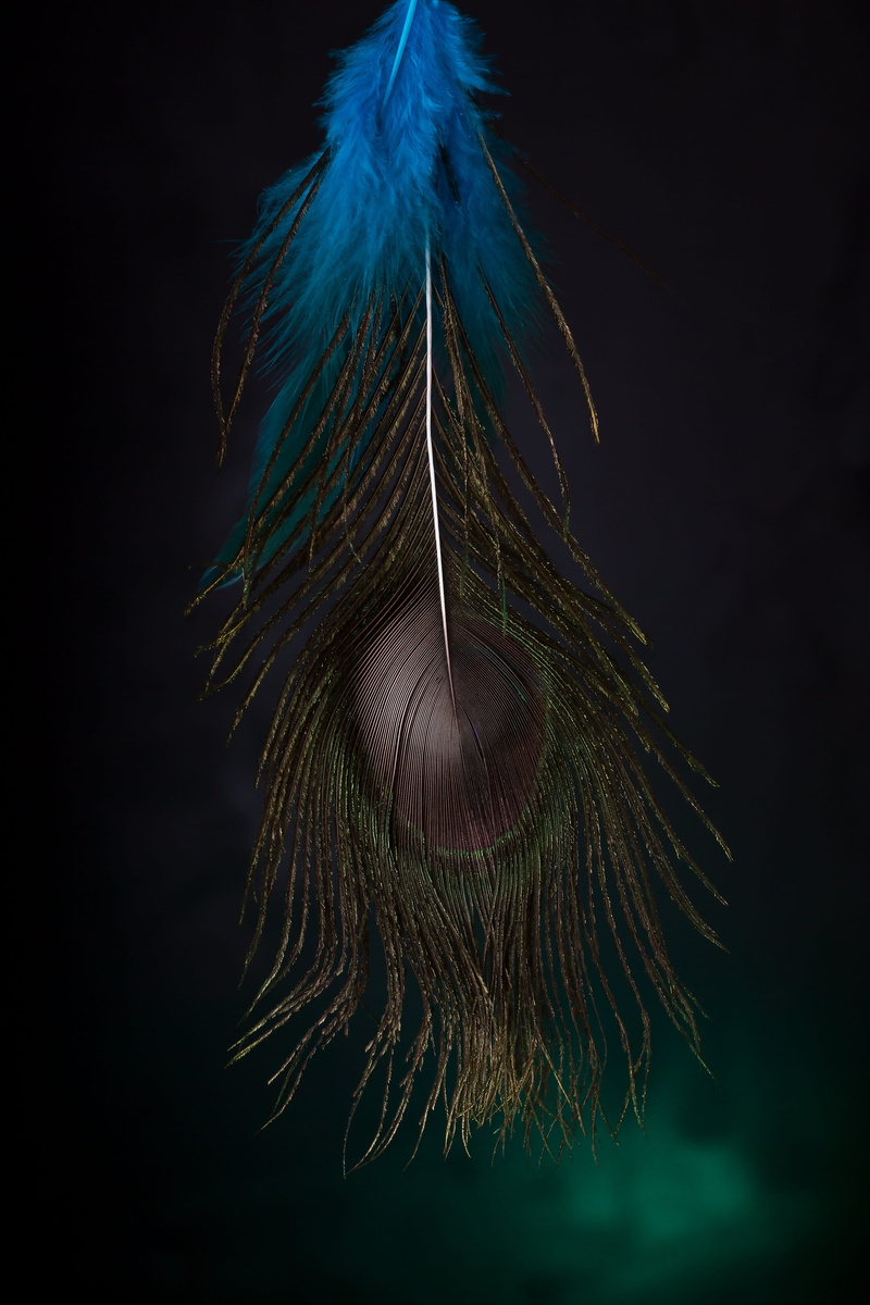 secret, peacock, bird, beauty in nature, animal, surreal, nature, feather, multi colored, book cover, dark, peacock feather, indoors, horror, fragility