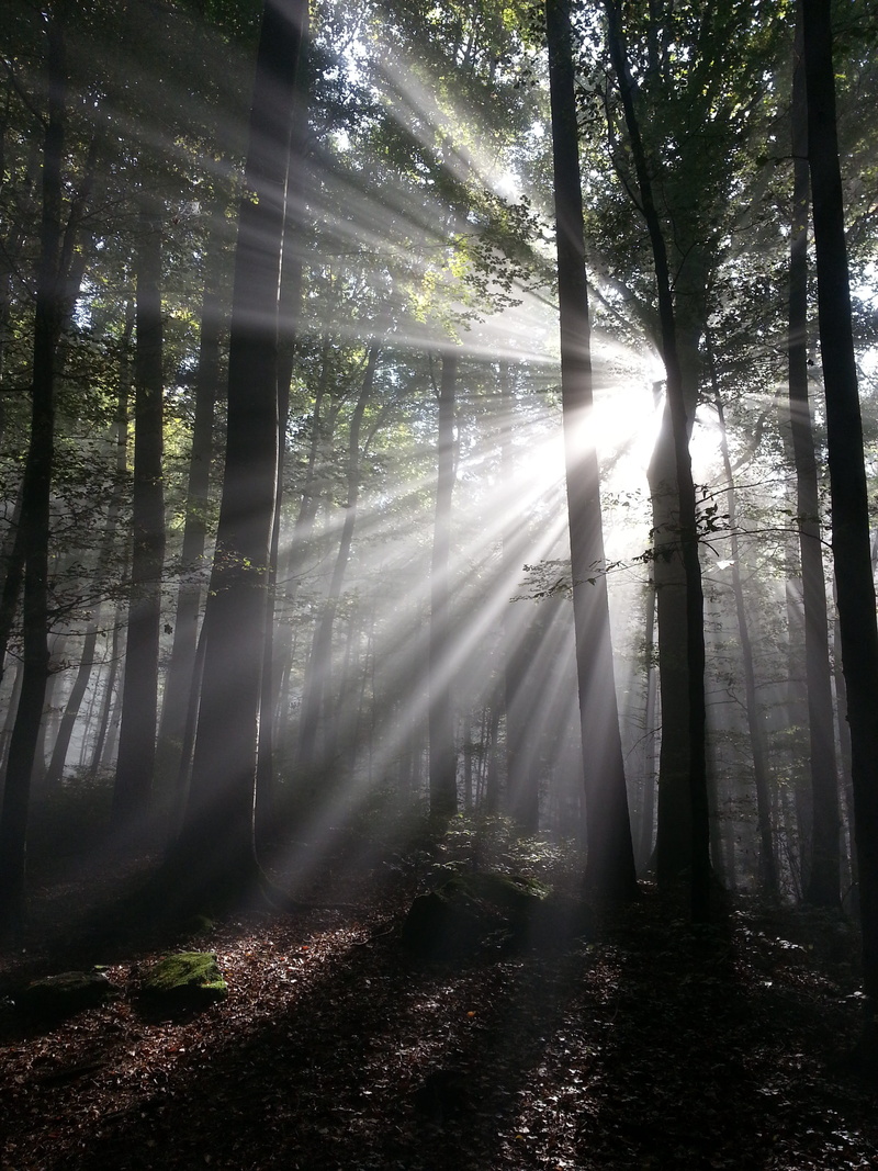 plant, land, outdoors, nature, tranquility, day, behind, lens flare, tyndall effect, trunk, forest, growth, scenics - nature, green, tree, beauty in nature