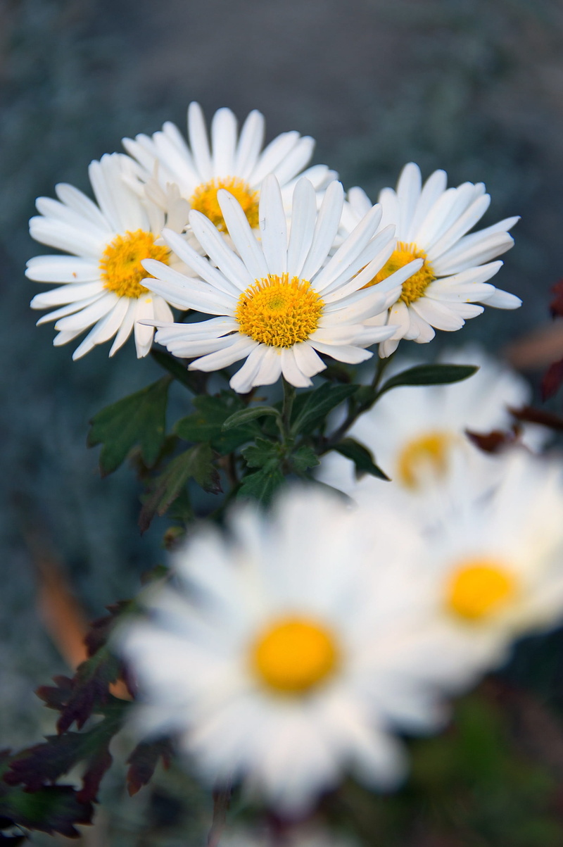 white, white flower, petal, beauty in nature, white color, freshness, no people, flowering plant, focus on foreground, close-up, garden, petals, mood, 2K