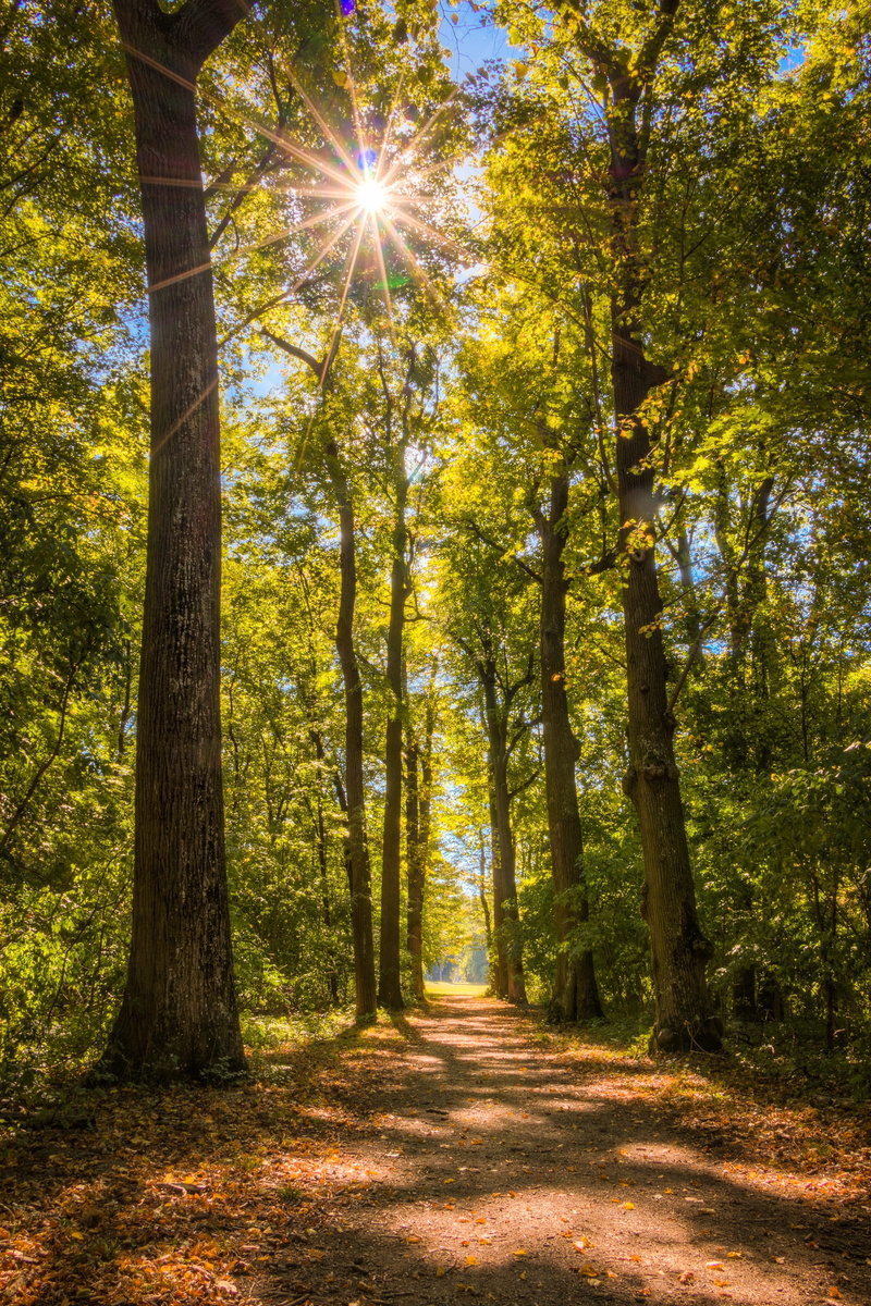 nature, day, plant, woodland, foliage, streaming, road, tranquility, away, 2K, beauty in nature, non-urban scene, outdoors, growth, scenics - nature, tranquil scene