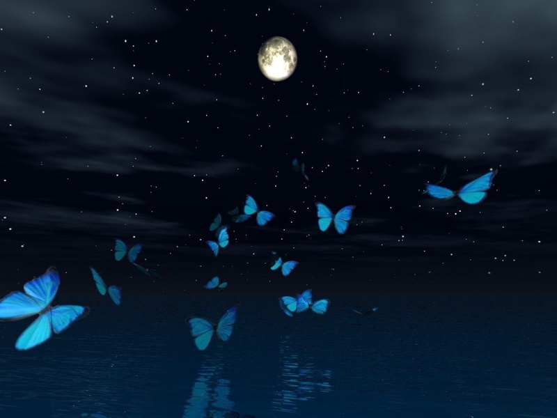 REFLECTION, hd, sky, night, butterfly, butterflies, art, Blue, animals, Moonlight, 480P