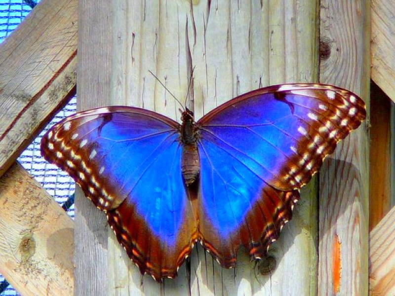 Blue, art, Butterfly, 480P, birds, Cool, hd, picture, animals