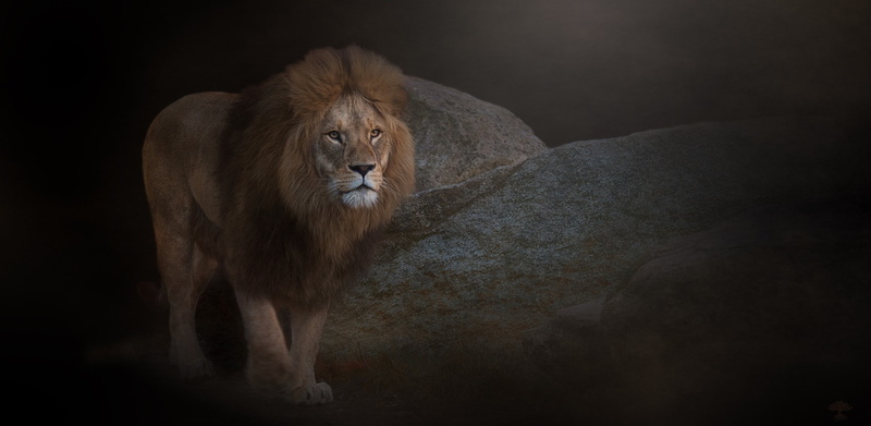 vertebrate, 1080P, nature, animals in the wild, carnivora, pets, one animal, portrait, male animal, big cat, no people, feline, mammal, animals, animal