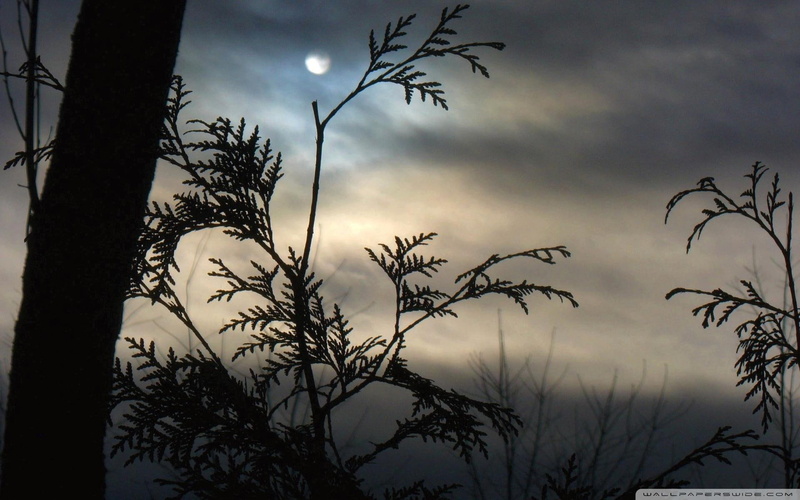 tree, moon, branches, nature and landscapes, night, nightscape, 1080P