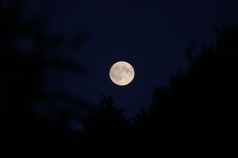 low angle view, silhouette, tree, sky, moonlight, tranquil scene, light, phase, nature, shape, 5K, moon, no people, plant, crater, astronomy, luna, night