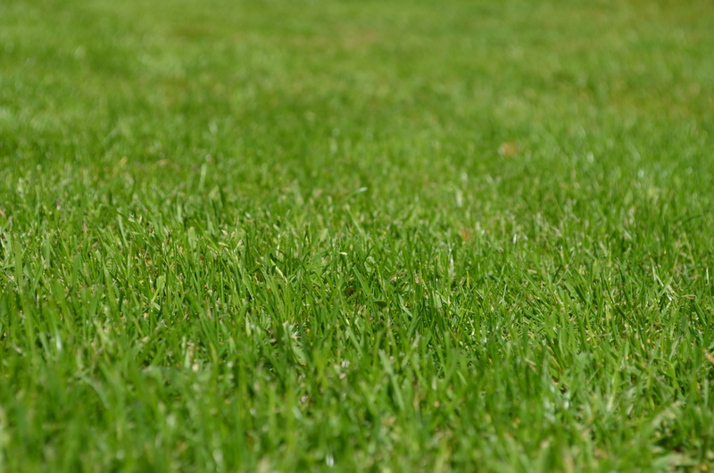 day, tranquility, selective focus, lawn mower, environment, green Color, lawn, green, nature, 4K, rush, grow, outdoors, sport, land, close-up, blade of grass
