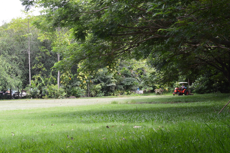 outdoors, green color, plant, lawn, grass, growth, mode of transportation, tree, environment, transportation, 5K, land, nature, forest, day, land vehicle
