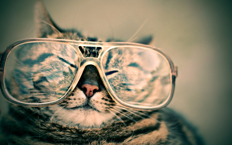 one animal, human Eye, animal, summer, sunglasses, reflection, eyesight, framed, 1080P, dog, backgrounds, eyewear, striped, mammal, clear, retro Styled