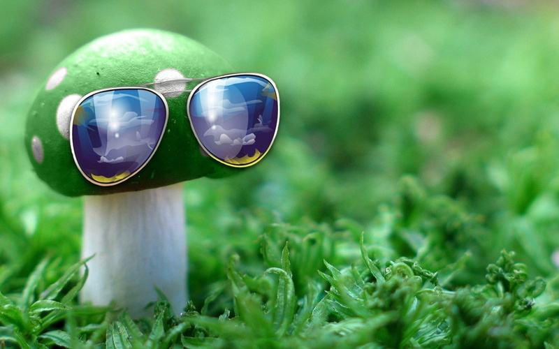 green, mushroom, forest, focus on foreground, grass, glasses, close-up, no people, outdoors, protection, sunglasses, season, eyeglasses, white, day, growth