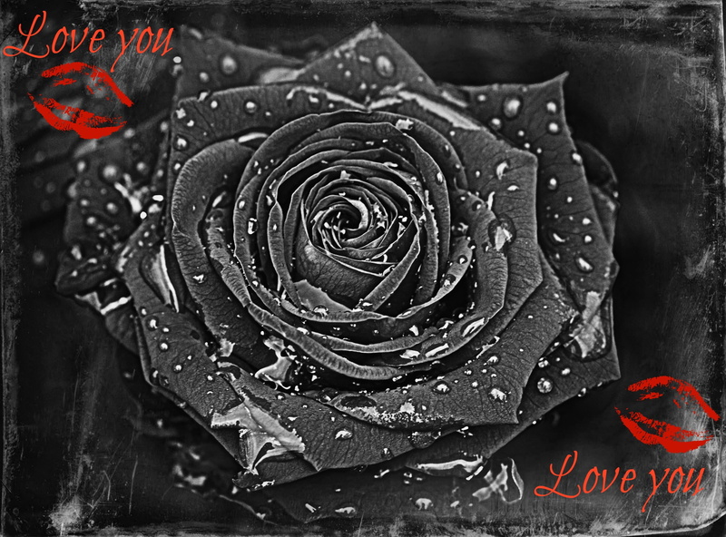 kiss, gray, waterdrops, rose, flower, love, nature and landscapes, 1080P