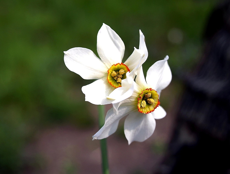 fiori, di primavera, narciso, inoltrata, di, brosso, nature and landscapes, 1080P