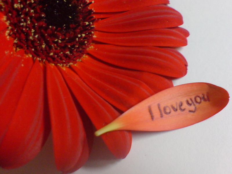 1080P, red, nature, love, message, flower, petals, nature and landscapes