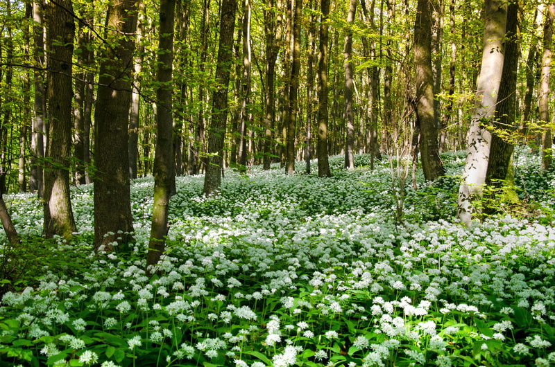 herb, healthy, beauty in nature, no people, flowering plant, leaf, 4K, tranquility, blossom, springtime, tree trunk, woods, field, scenics - nature, plant