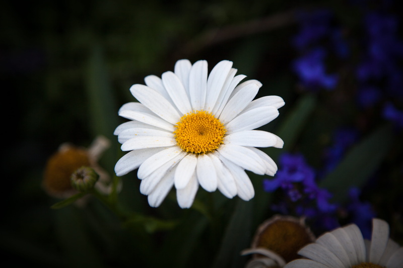bouquet, purple, color, summertime, flower head, nature, season, beautiful, grass, cheerful, bloom, petal, park, fresh, natural, outdoor, chamomile, sunny