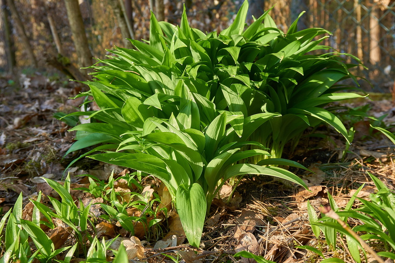 medicinal plant, land, plant part, harbinger of spring, wood garlic, sunlight, bears garlic, leaves, 5K, close-up, kitchen herb, basket, wild garlic buds