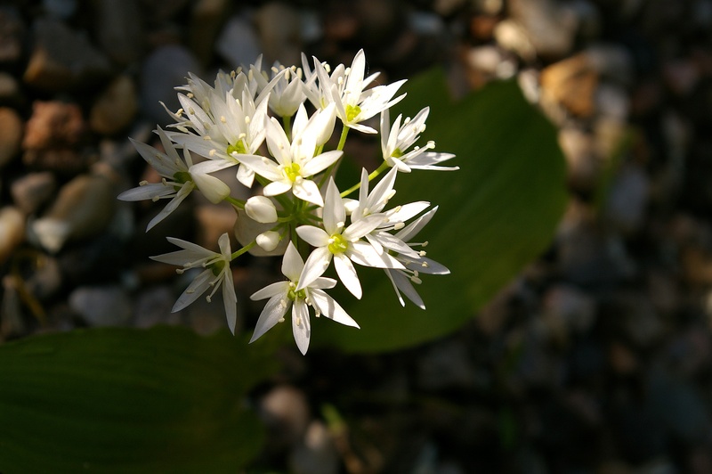 botany, 2K, springtime, plant, inflorescence, vulnerability, wild plant, no people, bloom, medicinal plant, beautiful, nature, beauty in nature, food