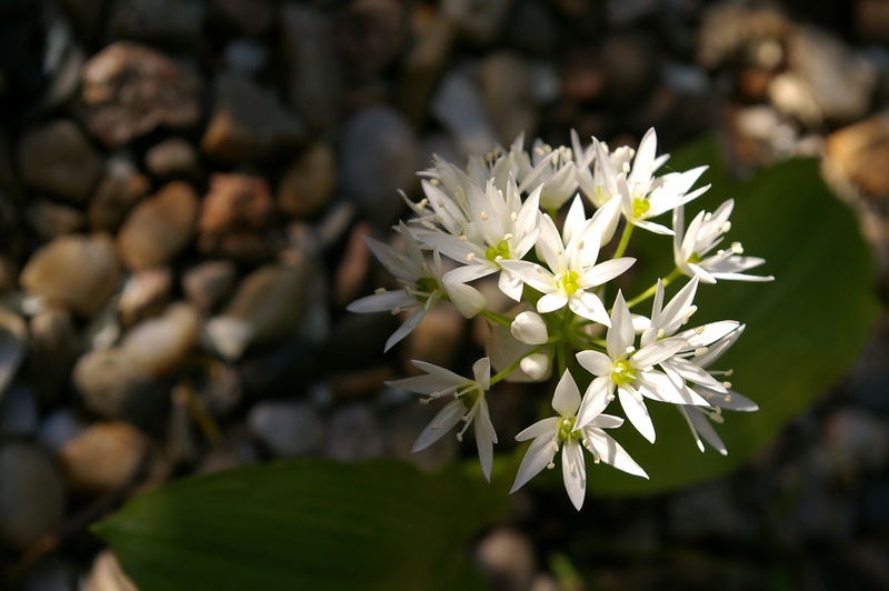 stamens, vulnerability, cook, forest plant, botany, white color, wild plant, close-up, flowering plant, fragility, beautiful, wild vegetables, flower head