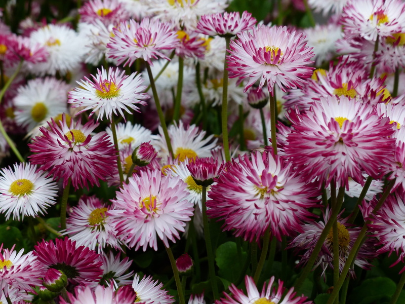 freshness, fodder plant, 4K, composites, blossom, purple, medicinal plant, little daisy, multiannual daisy, m p, cure, bloom, no people, growth, petaled