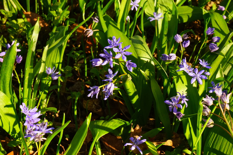 green, petal, flowering plant, flower head, leaves, ramsen, young leaves, bears garlic, zweiblättriger blue star, witch onion, garlic spinach, 5K, grow grow
