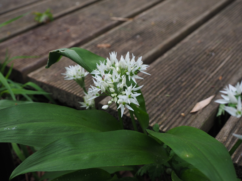 remsen, garlic spinach, allium, ramsen, large garlic, waldherre, dog garlic, hollauch, fragility, 4K, ramser, plant part, ränze, ramisch, wild vegetables