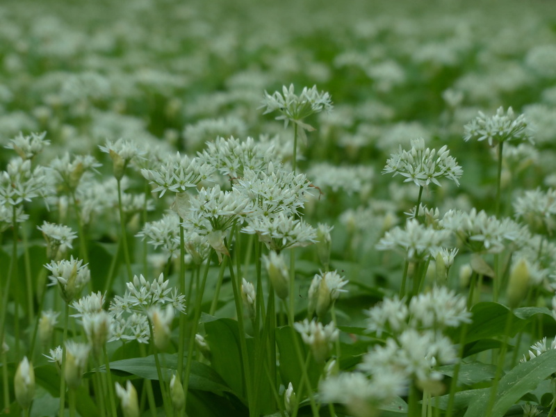Flowers, meadow, no People, leaf, food plant, naturopathy, flowering plant, petal, field, day, cure, beauty In Nature, vulnerability, growth, 4K, wood garlic
