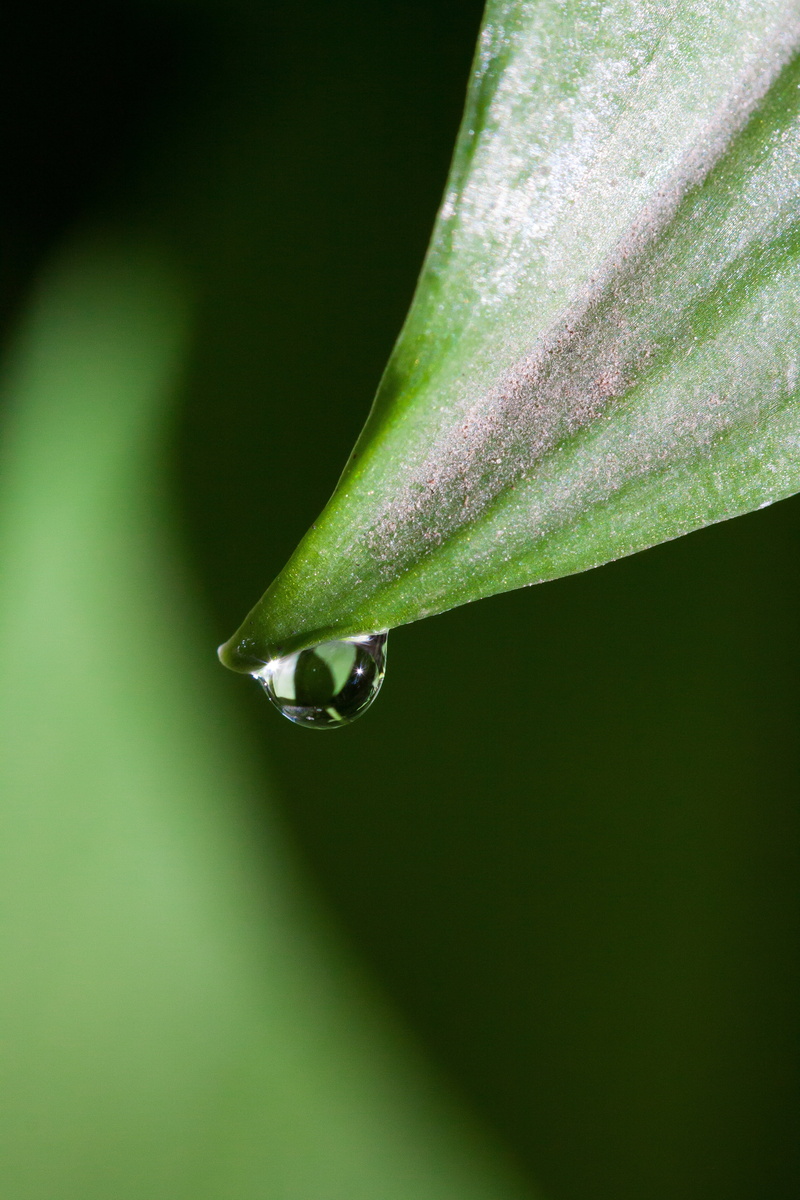 fragility, plant, wet, vegetable plant, kitchen herb, extreme close-up, wood garlic, day, water, rain, dewdrop, allium ursinum, bears garlic, close-up