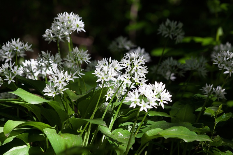 beauty in nature, medicinal plant, 4K, flower, vegetable plant, flowering plant, bloom, white, petal, flower head, fragility, forest, edible, kitchen herb