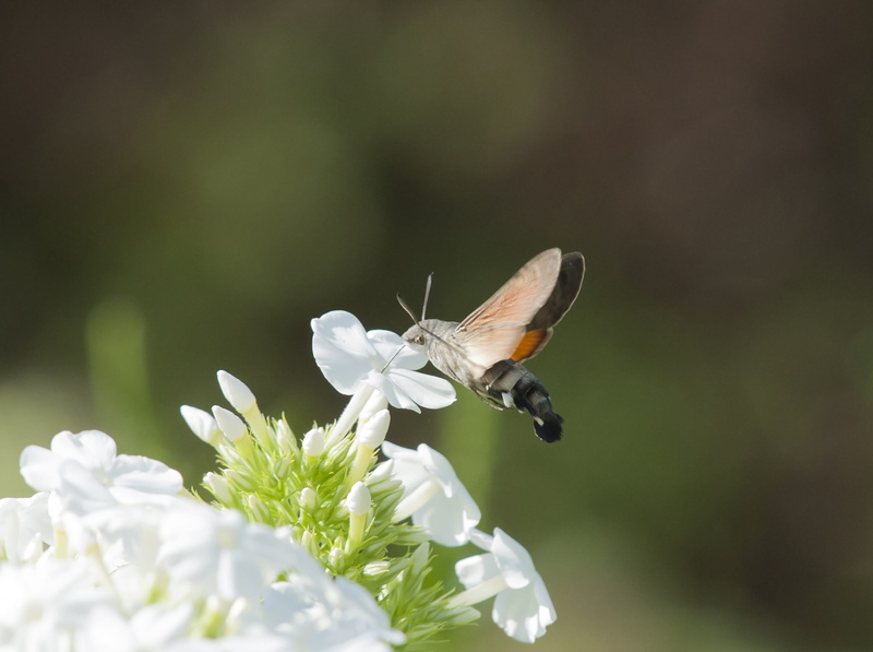 fragility, pollination, close-up, flower, beauty in nature, one animal, growth, animals in the wild, hummingbird hawk moth, no people, animal, butterfly