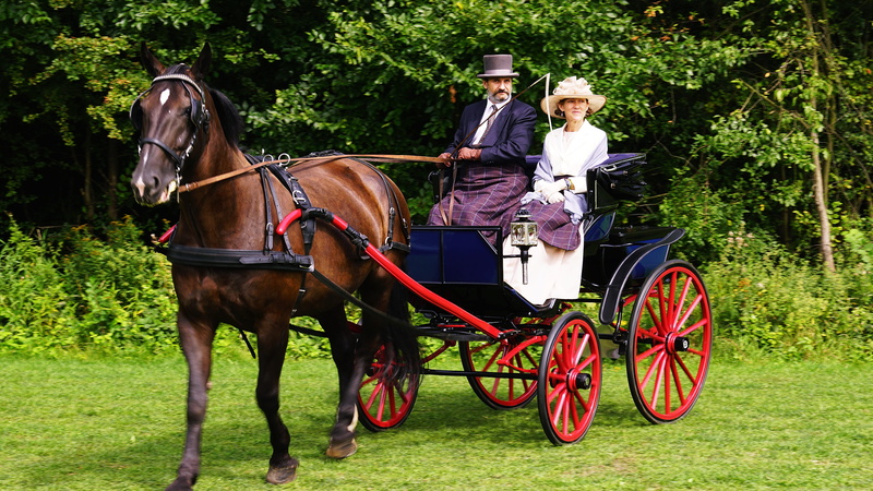 5K, grass, riding, chaise, transportation, one animal, horse, horses, horse cart, herbivorous, horse-drawn carriage, women, tree, plant, domestic animals
