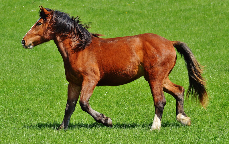 mammal, animal wildlife, plant, foal, herbivorous, domestic, animal themes, coupling, light brown, 5K, domestic animals, brown, thoroughbred Horse, grass