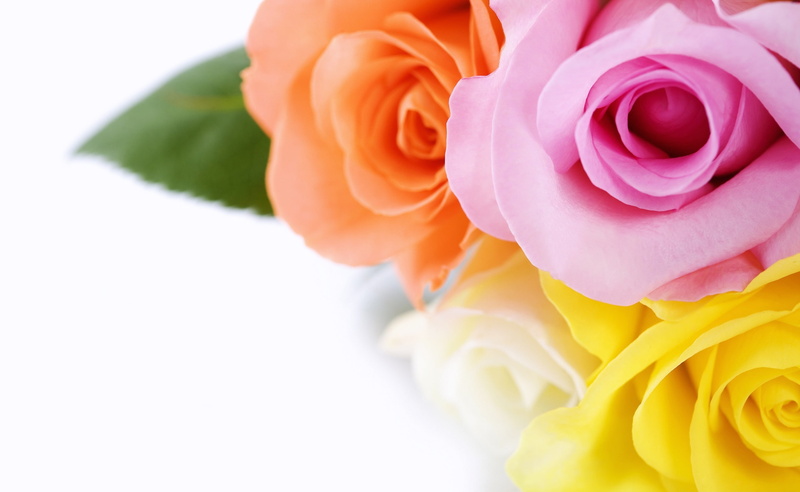 fragility, Colours, flower arrangement, rose - flower, multi colored, flower, no people, 2K, Roses, bouquet, inflorescence, softness, pink, yellow, flowering plant