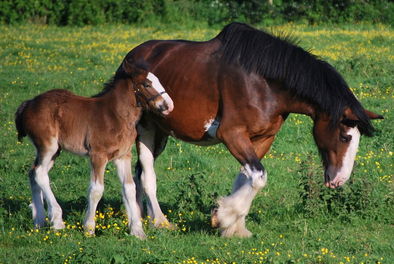 field, horses, group of animals, animal, herbivorous, animal family, summer, pets, 1080P, animal themes, plant, rural Scene, grazing, vertebrate, black