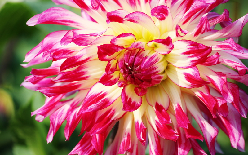 color, flowering plant, pink color, petals, flower head, nature, smartphone, garden, freshness, close-up, day, two, red, computer, 5K, tablet