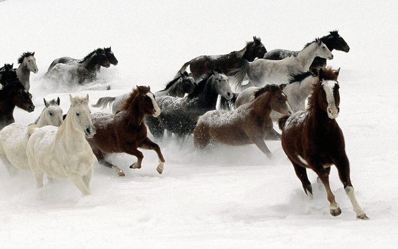 land, field, horse, herbivorous, extreme weather, pets, horses, running, herd, desktop, domestic, domestic animals, winter, nature, mammal, white color