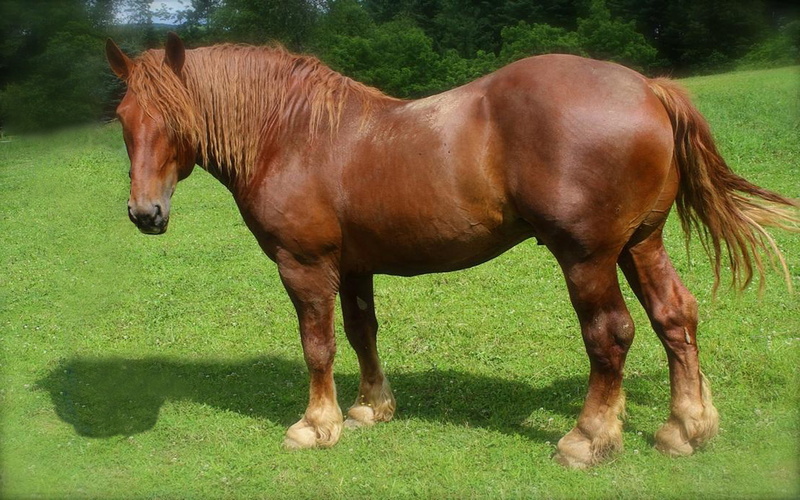 domestic animals, vertebrate, plant, horses, horse, land, pets, green color, suffolk, no people, herbivorous, animal, grass, draft, day, mammal, punch