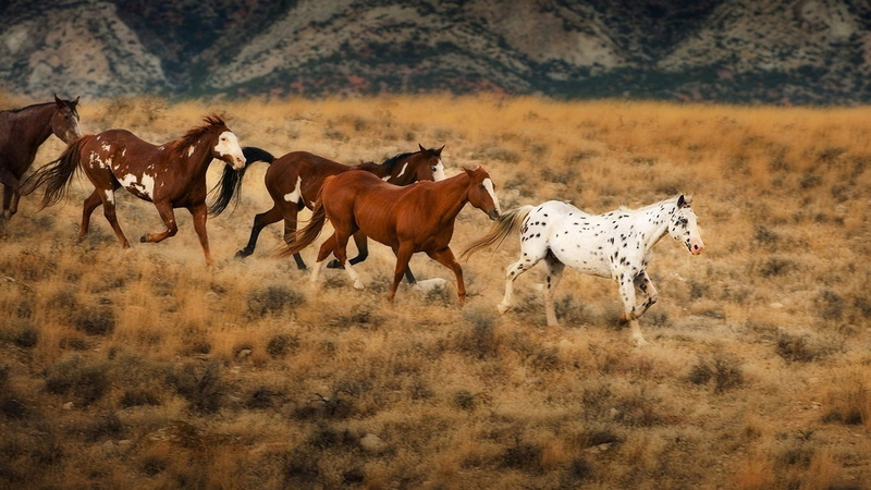 running, vertebrate, animals in the wild, group of animals, horses, animal themes, hd, land, wild west, field, colors, grass, herbivorous, desktop