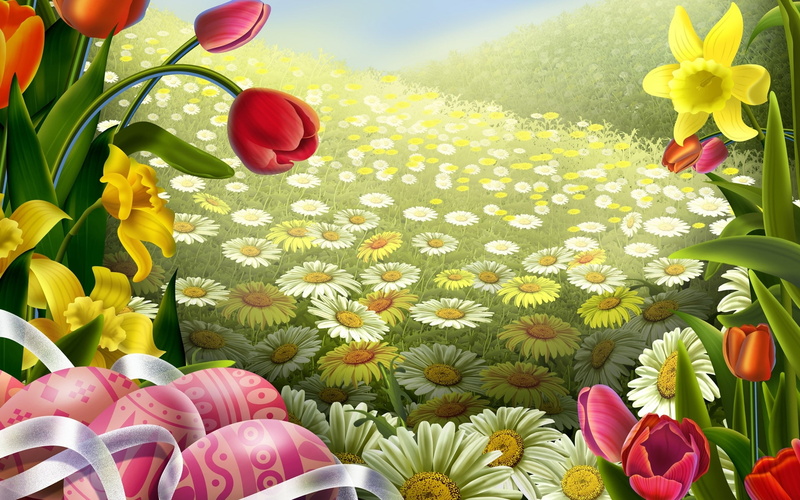 field, plant, flowering plant, close-up, blossom, sunlight, growth, Daisy, nature, floral Pattern, pink color, multi Colored, day, backgrounds