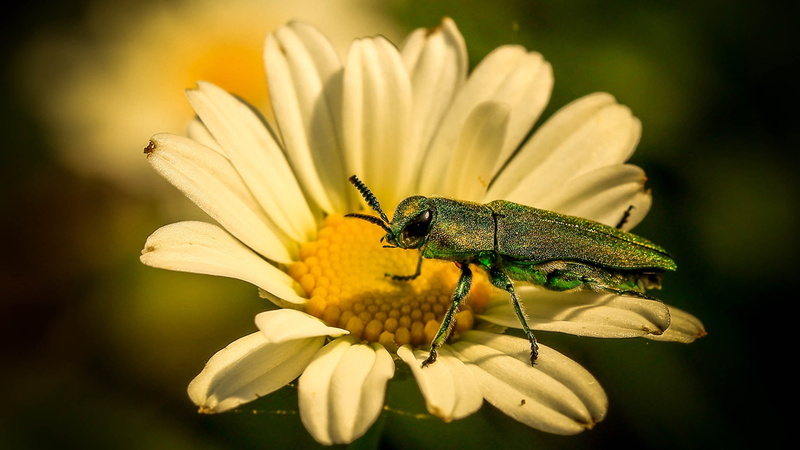 metallic, phones, plant, boring, flowering plant, fragility, wood, daisy, close-up, petal, buprestidae, animals in the wild, beetles, animal themes